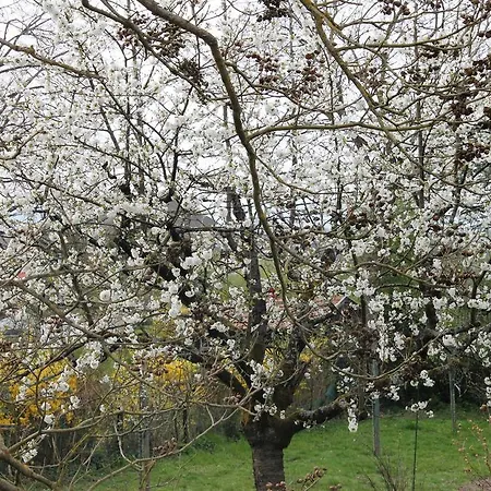 Aux Berges De La Thur Nocleg ze śniadaniem Staffelfelden