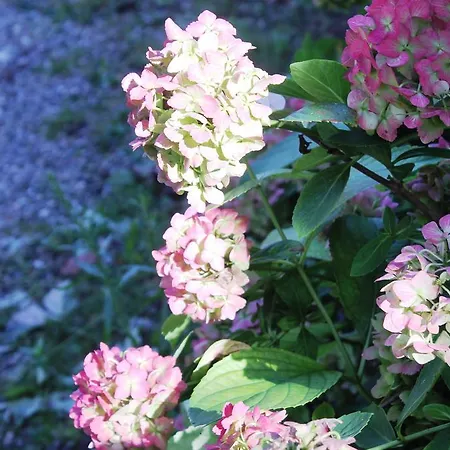 Aux Berges De La Thur Staffelfelden