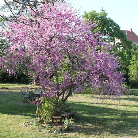 Aux Berges De La Thur * Staffelfelden