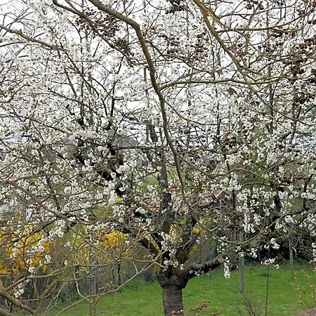 Aux Berges De La Thur Staffelfelden